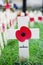 Remembrance day display in Westminster Abbey