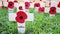 Remembrance day display in Westminster Abbey