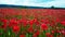 Remembrance poppy, field with poppies, nature, mountains, red flowers, red field,