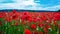 Remembrance poppy, field with poppies, nature, mountains, red flowers, red field,