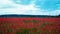 Remembrance poppy, field with poppies, nature, mountains, red flowers, red field,