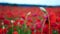 Remembrance poppy, field with poppies, nature, mountains, red flowers, red field,