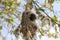 Remez nest, close-up. Eurasian penduline tit, small songbird