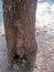 REMNANT OF SPIDERWEB IN FISSURE OF MOPANI TREE TRUNK