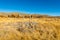 The remnants of the Bodie Ghost Town