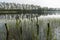 Remnants of the old abandoned wooden bridge. Desolate pier. Forest and sky reflection on water. Shore of a single lake.