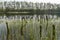 Remnants of the old abandoned wooden bridge. Desolate pier. Forest and sky reflection on water. Shore of a single lake.