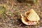 Remnants of a toasted white bread sandwich discarded on ground