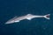 Remora suckerfish on black background