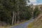 Remote country lane lined with tall pine trees, background image looks like painting