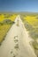 A remote dirt road through the bright spring yellow flowers and desert gold near the mountains in the Carrizo National Monument