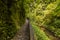 Remote footpath in the canyon of the river in Mangapohue natural bridge reserve