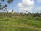 The remote landscape of Koh Samui