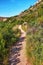 Remote mountain hiking trail on Table Mountain. Mountainous walking path surrounded by bushes and trees on a mountaintop