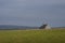 Remote Orkney Church in Barren Landscape