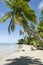 Remote Tropical Brazilian Beach Palm Trees