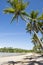 Remote Tropical Brazilian Beach Palm Trees