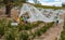 Removal of bird netting in Australian vineyard prior to harvest