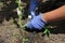 Remove side shoots on the tomato plants in the greenhouse