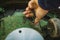 Removing cable on underside of robotic lawnmower, motorized lawnmower being serviced on a table after a year of use in the mud and