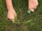 Removing Crabgrass