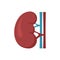 Renal kidney icon flat isolated vector