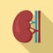 Renal kidney icon, flat style