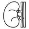 Renal kidney icon, outline style