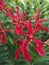 Renanthera Paloma Picasso Orchid flowers in Singapore garden.