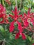 Renanthera Paloma Picasso Orchid flowers in Singapore garden.