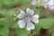 Renard Geranium renardii, close-up flower