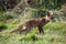 RENARD ROUX vulpes vulpes