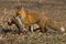 RENARD ROUX vulpes vulpes