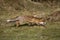 RENARD ROUX vulpes vulpes