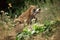 RENARD ROUX vulpes vulpes