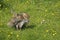 RENARD ROUX vulpes vulpes