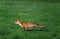 RENARD ROUX vulpes vulpes