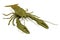 Render of crustacean - crayfish