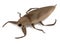 Render of giant water bug