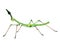 render of stick insect