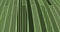 Render with thin green stripes