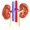 Render of urinary system