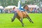 Renegade Rider at Grantown on Spey Show.