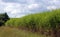 Renewable energy, field with japanese silver grass, wind turbine in bac