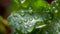 Renewal: Fresh Green Leaves with Waterdrops