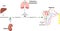 Renin Angiotensin System and Nephron