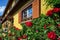 Renovated windows in old village house. Blooming roses, summer d