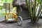 Rent a bike tricycle ride through the jungle Coba Ruins