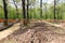 Repair of paths in parks. Protection of trees in the reconstruction of Park areas. Construction equipment works on the repair of