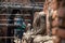 repair ruin Buddha and old temple, Ayutthaya